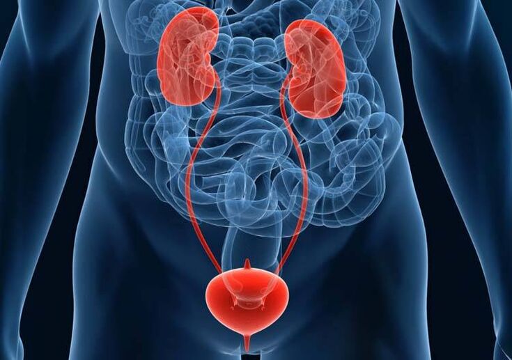 Diseases of the genitourinary system can cause potency problems